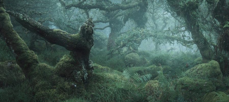 Top Ten Most Haunted Forests and a Haunted Island (VIDEO) - Weird Darkness